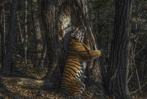 Премия «Фотограф года дикой природы» достается Сергею Горшкову и его тигру. Фотография