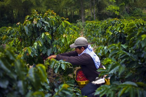 Это новое приложение позволяет напрямую давать чаевые своим любимым кофейным фермерам